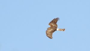 Gebze'de nesli tükenmekte olan kuş bulundu!