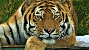 Hayvanat bahçesi o hayvanlara kaldı