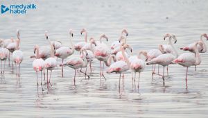 İzmit Körfezi’nde tür sayısı her geçen gün artıyor