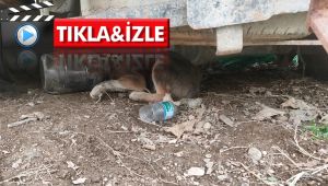 Kafasına bidon sıkışan yavru köpeği itfaiye kurtardı