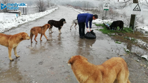 Kar ve Kısıtlamada Sokak Hayvanları Unutulmadı