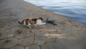 Kedinin drone ile imtihanı
