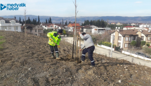  Kestanelik alanı ağaçlandırıldı