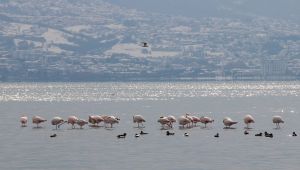 Körfez'i renklendiren flamingolar, kışın keyfini sürüyor