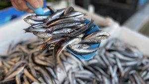 Yasak kalktı hamsi tezgahtaki yerini aldı