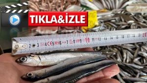 Yasaklar işe yaradı, hamsilerin boyu uzadı