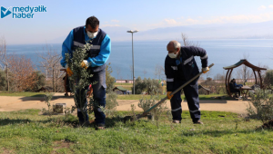 Yeşil alanlara 15 yılda 100 Bin zeytin fidanı