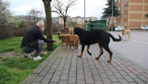 Çiğ etle beslenen köpekler mahallede tehlike saçıyor