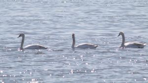 Flamingoların ardından kuğular da İzmit Körfezi’nde