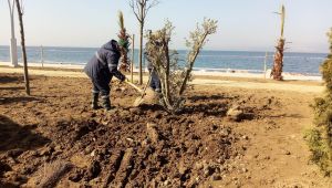Karamürsel sahiline yeni fidanlar