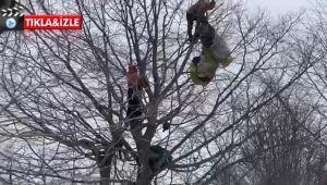 Paraşütle düşen kişi ağacın tepesinde mahsur kaldı