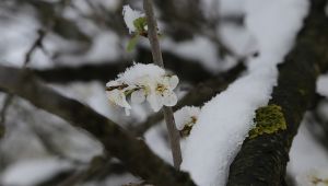 Sıcağa aldanıp çiçek açan meyve ağaçları kar altında kaldı