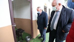 Sokak Hayvanları İçin Çok Özel Tesis