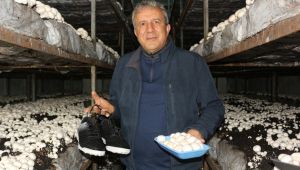 Yeşil sahalarda umduğunu bulamayınca dev mantar tesisi kurdu