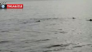 Yunusların Eskihisar denizindeki dansı