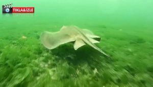 Belgesel değil, Kocaeli Körfezi