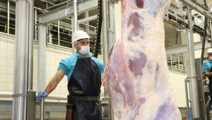 Büyükşehirden kurban kesim kursu