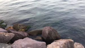 Deniz kıyısındaki kayalıklarda kadın cesedi bulundu