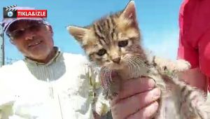 Gebze'de Otomobilden kurtardıkları yavru kediyi sahiplendiler