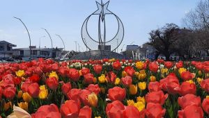 Gebze’de parklar çiçek açtı