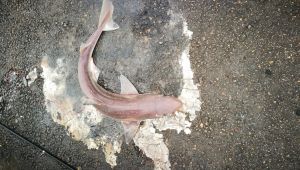 İzmit Körfezi’nde balıkçı oltasına camgöz köpekbalığı takıldı