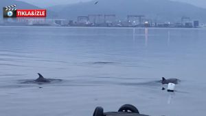 İzmit Körfezi'nde yunuslardan görsel şölen