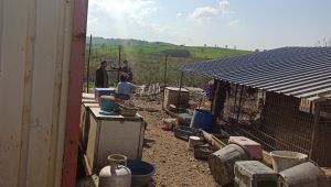 Kandıra’dan getirilen Sokak Hayvanları Büyükşehir bakımında