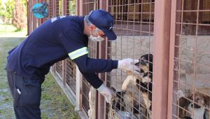 Kötü şartlar altında bakılan 97 köpek, tedavi altına alındı