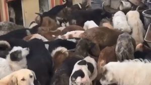 Kötü şartlarda bakılan sokak hayvanları operasyonla kurtarıldı