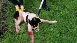 Koyunlarını korumak isterken köpeği yaraladı