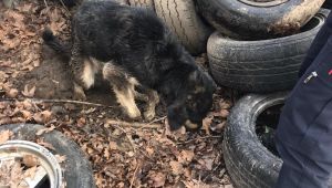 Merakı yüzünden tekere kafasını sıkıştırdı
