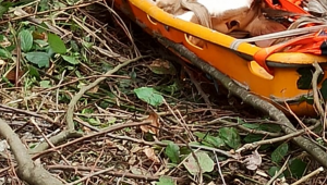 Uçurumdan düşen Buzağıyı Kocaeli İtfaiyesi kurtardı