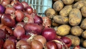 Üreticilerden patates ve kuru soğan alımına başlandı