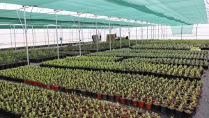 Yaşam Bahçesi, faaliyete geçmek için gün sayıyor