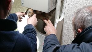 Yavru kedinin sıkıştığı yeri kedi sesi açarak buldular