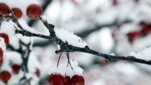 Zirai don tehlikesine dikkat!