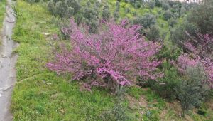 10 yıl önce dikilen Erguvan ağaçları çiçek açtı