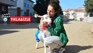 Altını bezlediği kuzusuyla alışverişe de gidiyor, sahile de