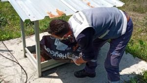 Başiskele'de sokak hayvanlarına mama bırakıldı