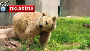 Boz ayıları hobi için öldürüyorlar