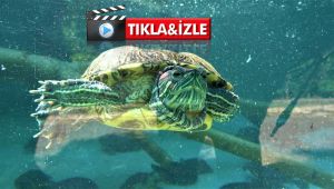 Hayvanları en kötü şartlarda ülkeye sokup satıyorlar