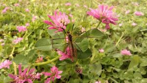 Büyükşehirden çayır sineği ile ilgili açıklama