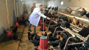 Çiftçilere yüzde 50 hibeli tavuk desteği!