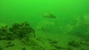 Deniz salyası su altını da tehdit ediyor