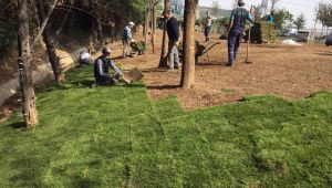 Derince’den gelen çimler Dilovası'na serildi!