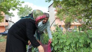 Evde stresten uzak kalmak isteyenler çiçek ve fide ekimine yöneldi