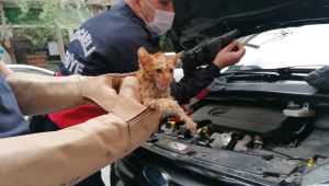 Kurtardıkları yavru kedinin annesini arıyorlar