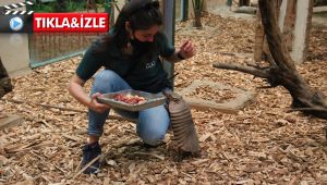 Hayvanat bahçesinde hayvanların tam kapanma keyfi