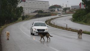 İstanbul’un köpekleri Gebze’ye bırakılıyor