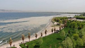 İzmit Körfezi’nde deniz salyası istilası artarak devam ediyor